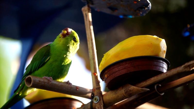 Brazilec před svým domem vybudoval resort pro divoké papoušky